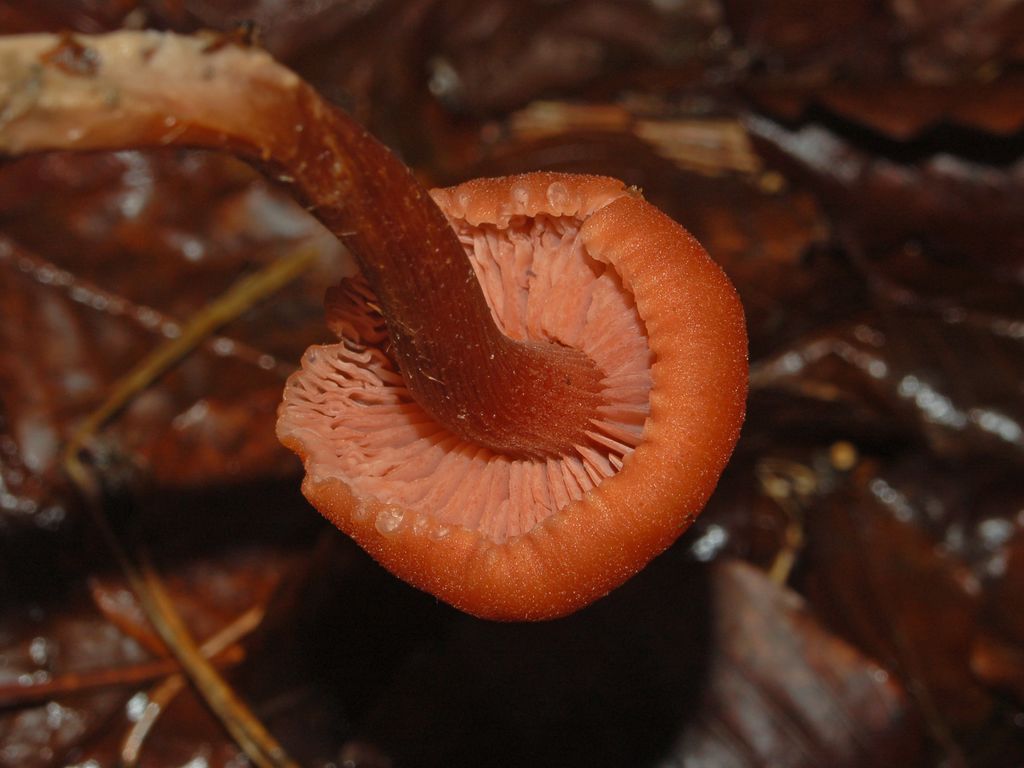 Dei piccoli funghi rossastri (cfr. Laccaria sp.)